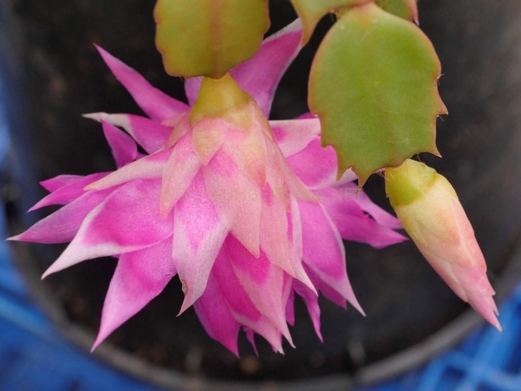 Schlumbergera 'Double Frosted'