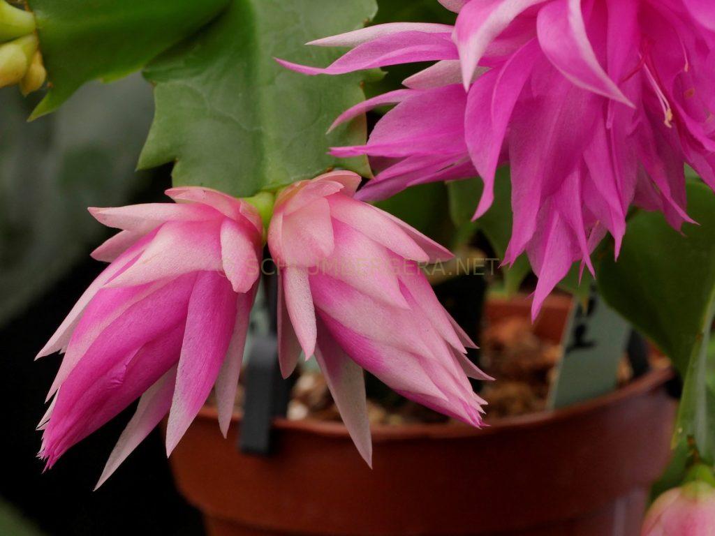 Schlumbergera 'Double Frosted'