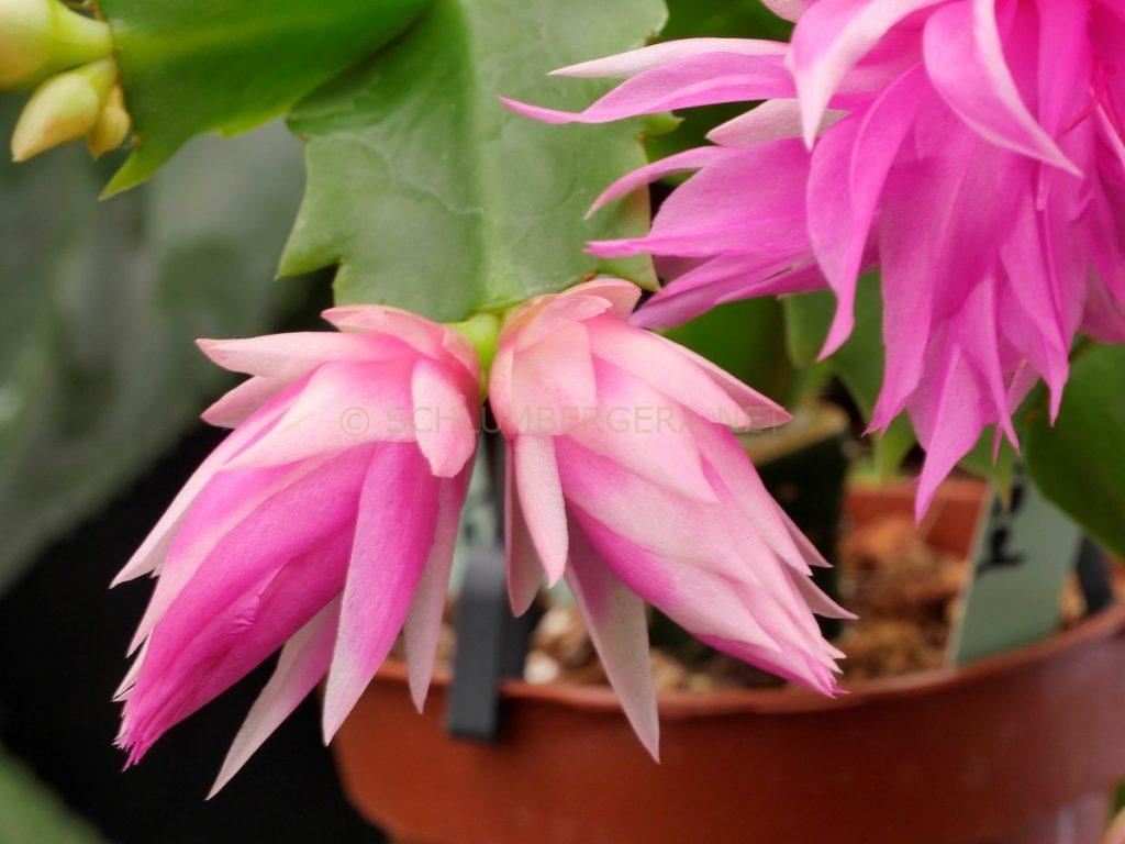 Schlumbergera 'Double Frosted'