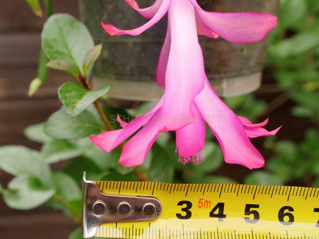 Schlumbergera 'Empress'
