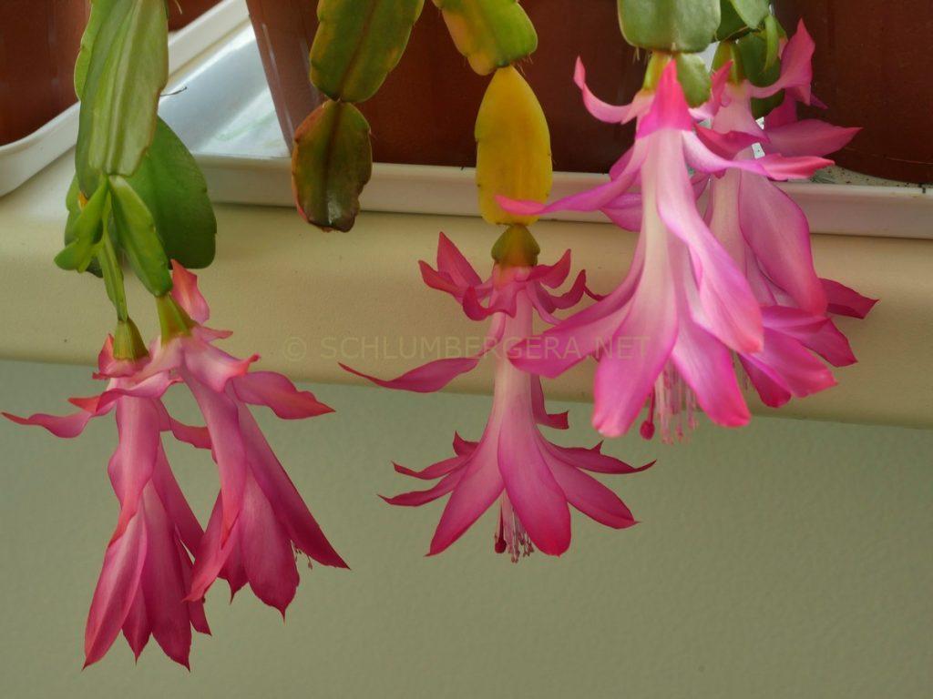 Schlumbergera 'Empress'