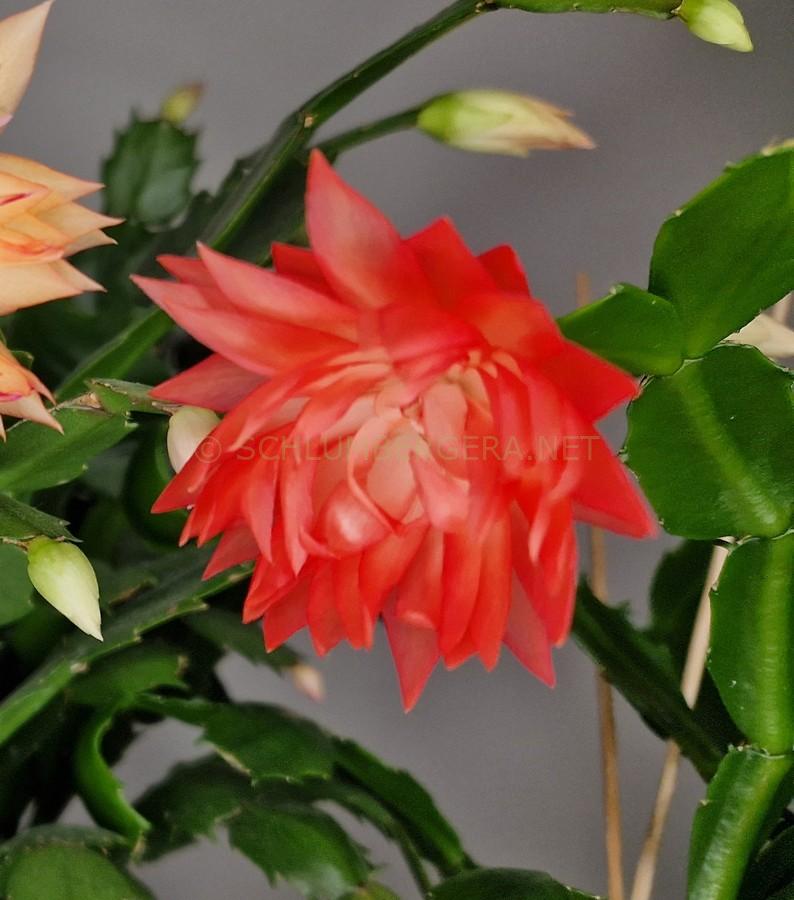 Schlumbergera 'Flaming Lotus'