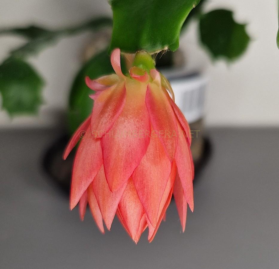 Schlumbergera 'Flaming Lotus'