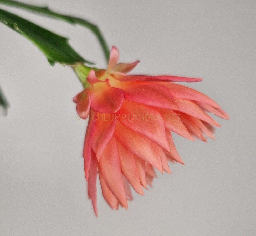 Schlumbergera 'Flaming Lotus'