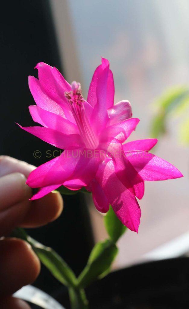 Schlumbergera 'Goddess'