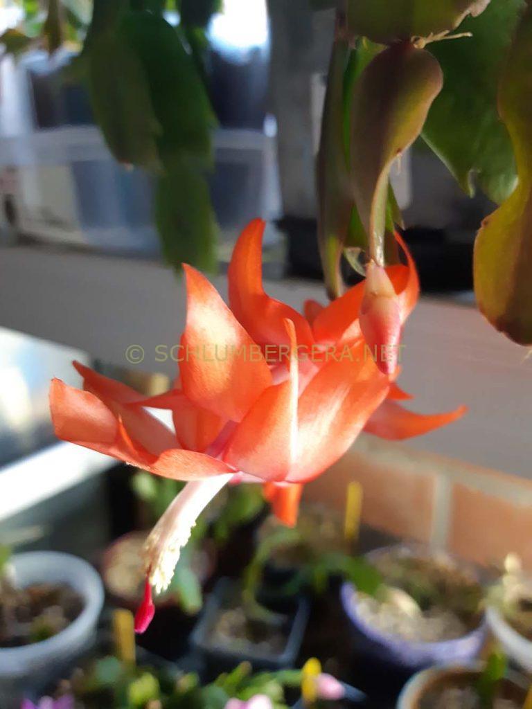 Schlumbergera 'Heather Buys'