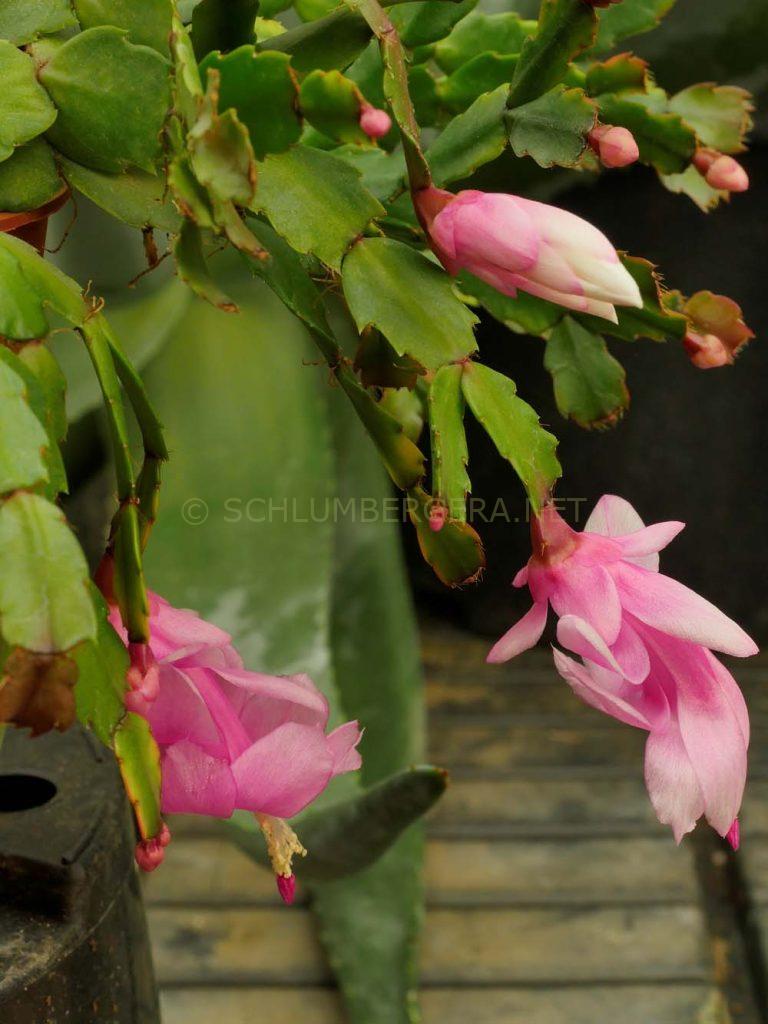 Schlumbergera 'Little Cutie'