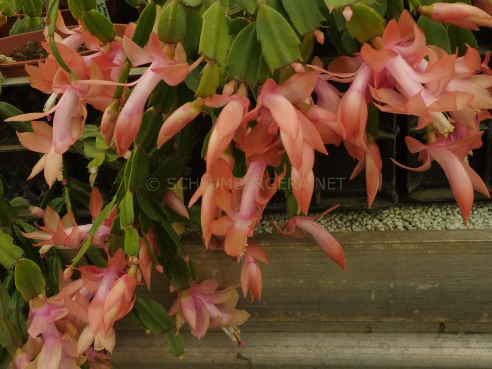 Schlumbergera 'Little Momma Hong'