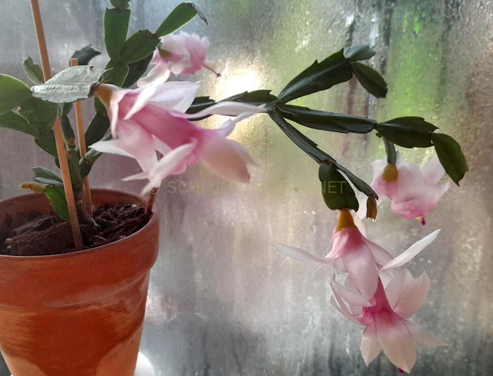 Schlumbergera 'Little Smoke Signal'