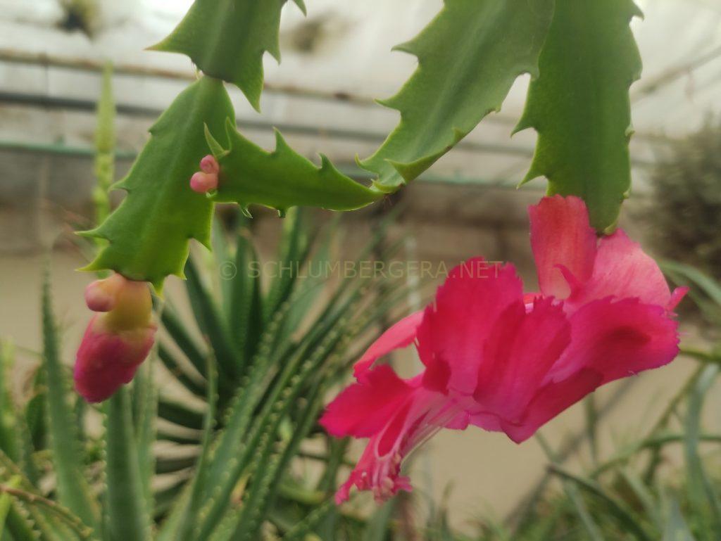 Schlumbergera 'Madison Frilled'