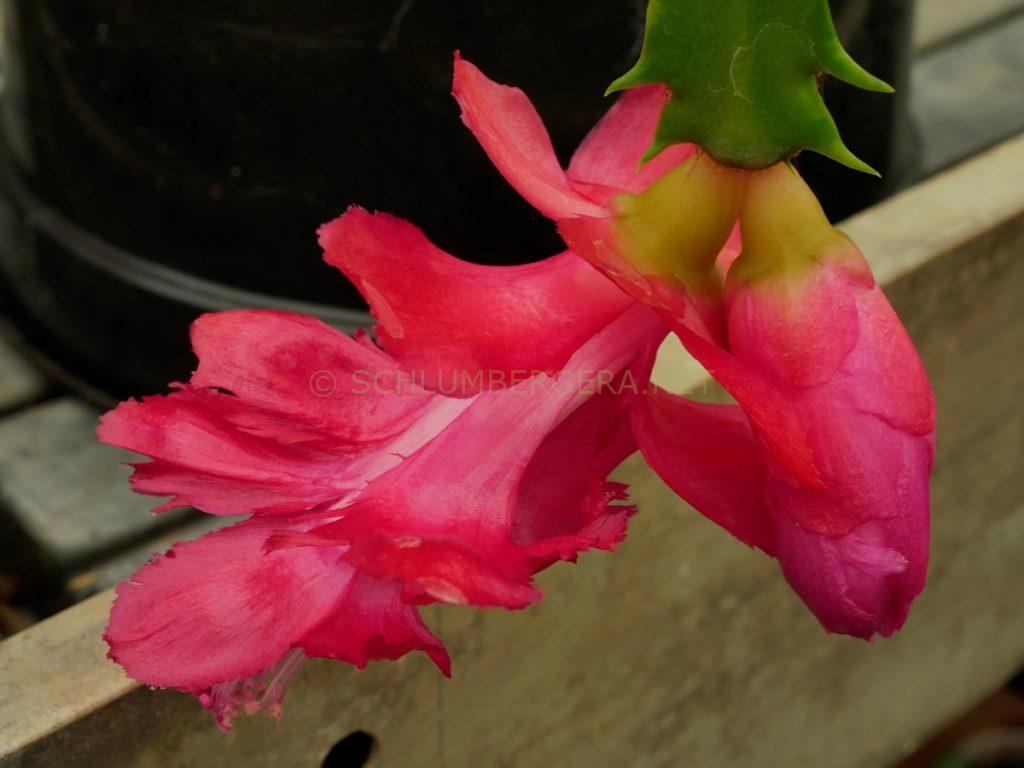 Schlumbergera 'Orange Flame'