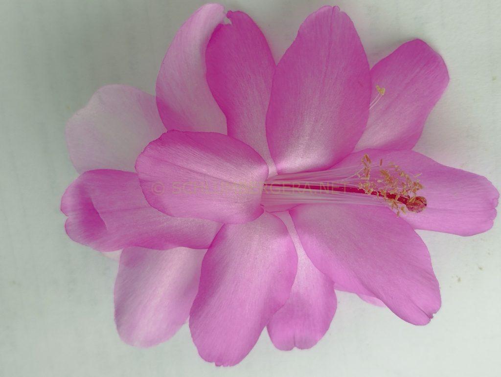 Schlumbergera 'Pastel'