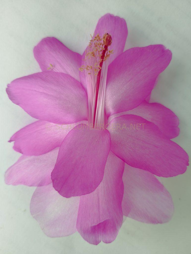 Schlumbergera 'Pastel'