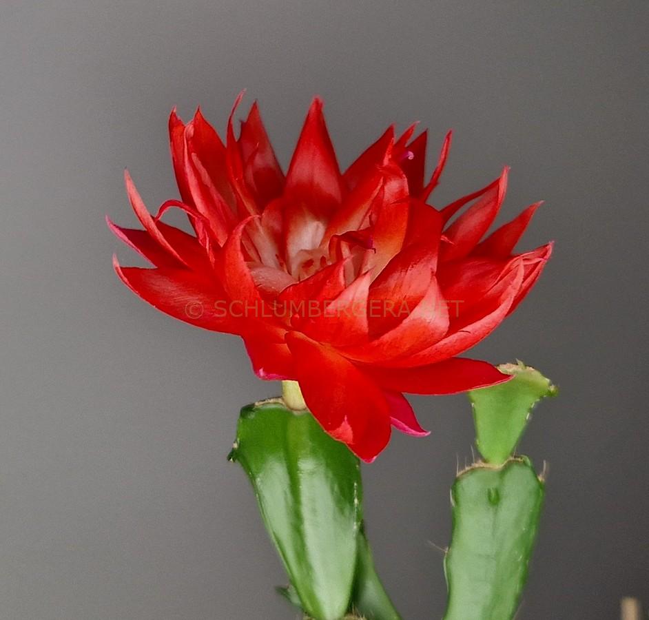 Schlumbergera 'Royal Velvet'