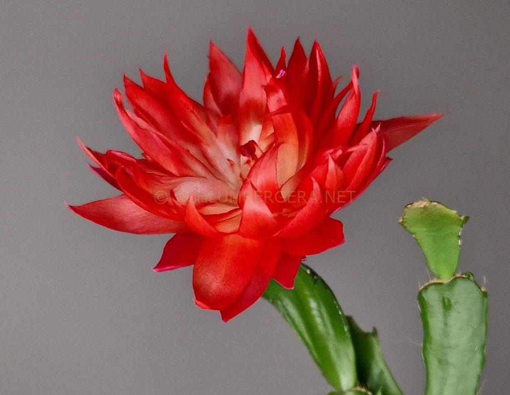 Schlumbergera 'Royal Velvet'