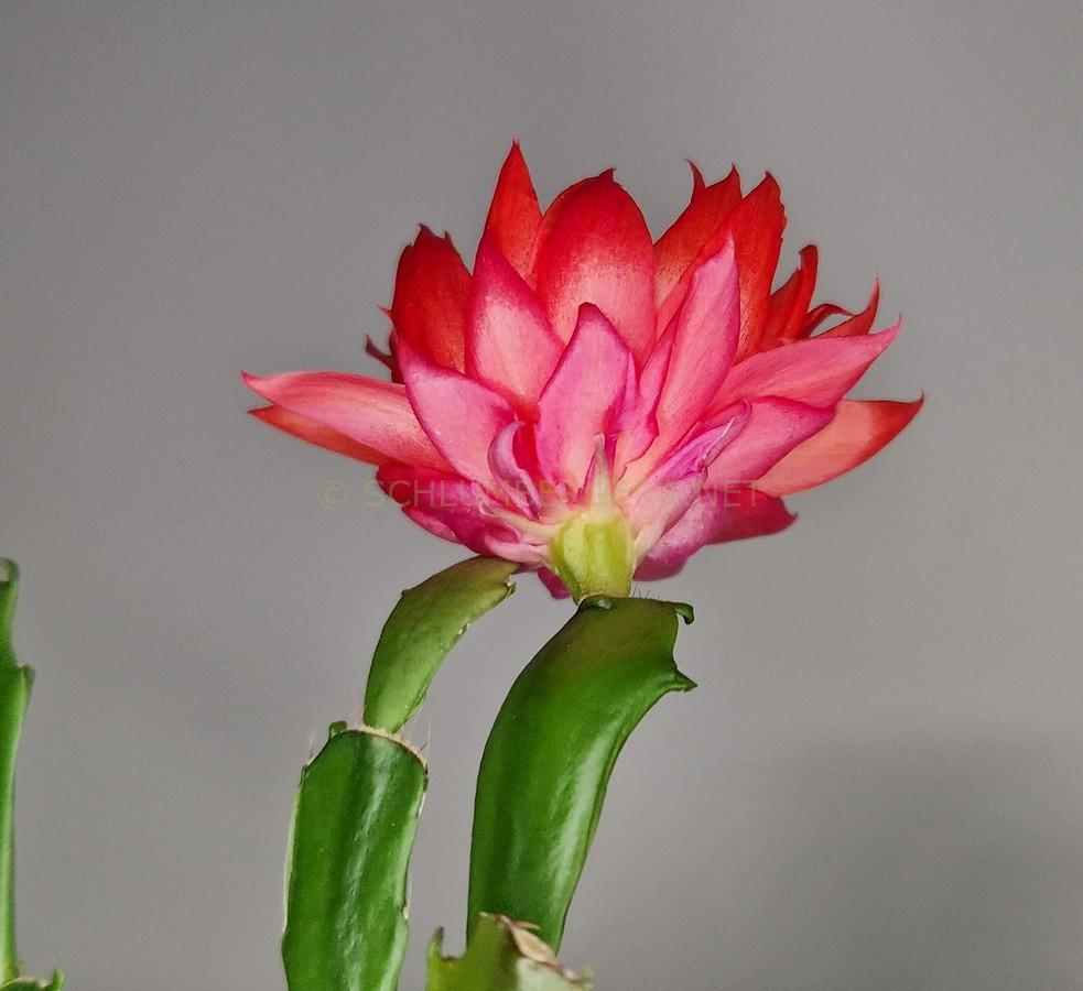 Schlumbergera 'Royal Velvet'