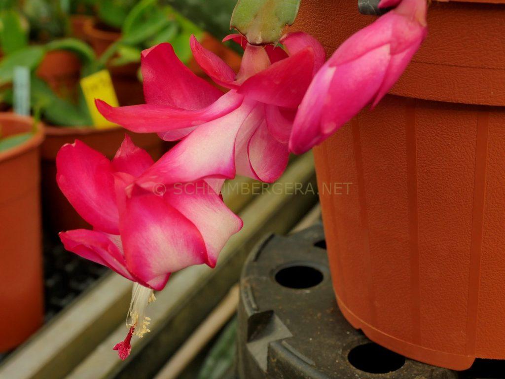 Schlumbergera 'Salsa Dancer'