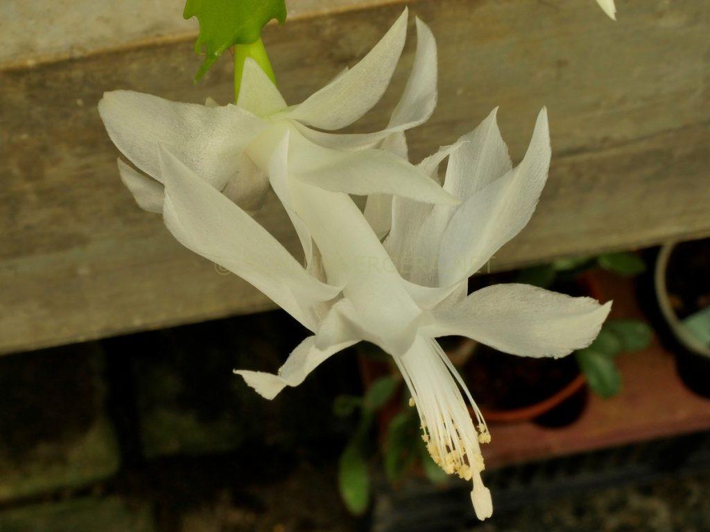 Schlumbergera 'Snow Birdy'