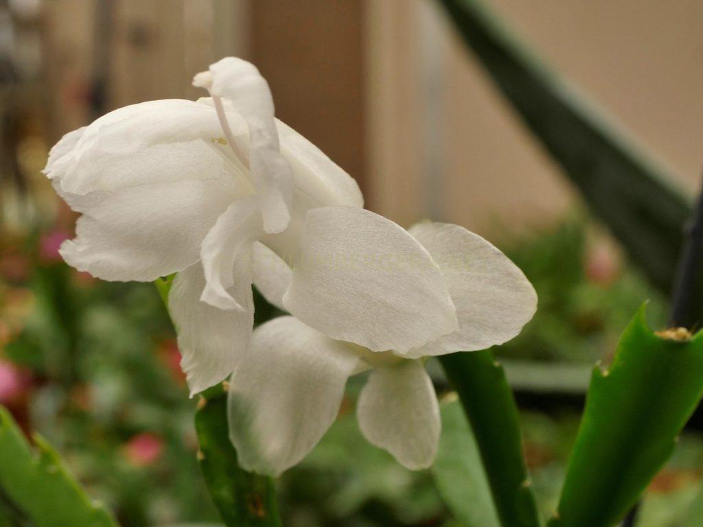 Schlumbergera 'Snowkiss'