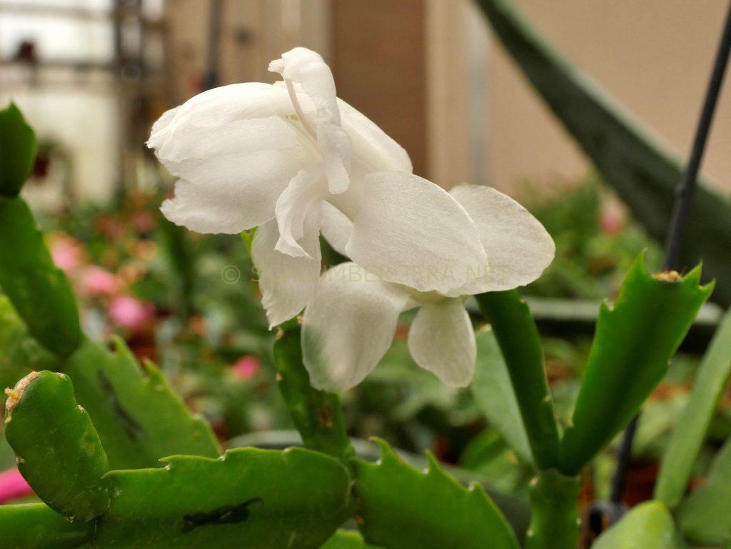 Schlumbergera 'Snowkiss'
