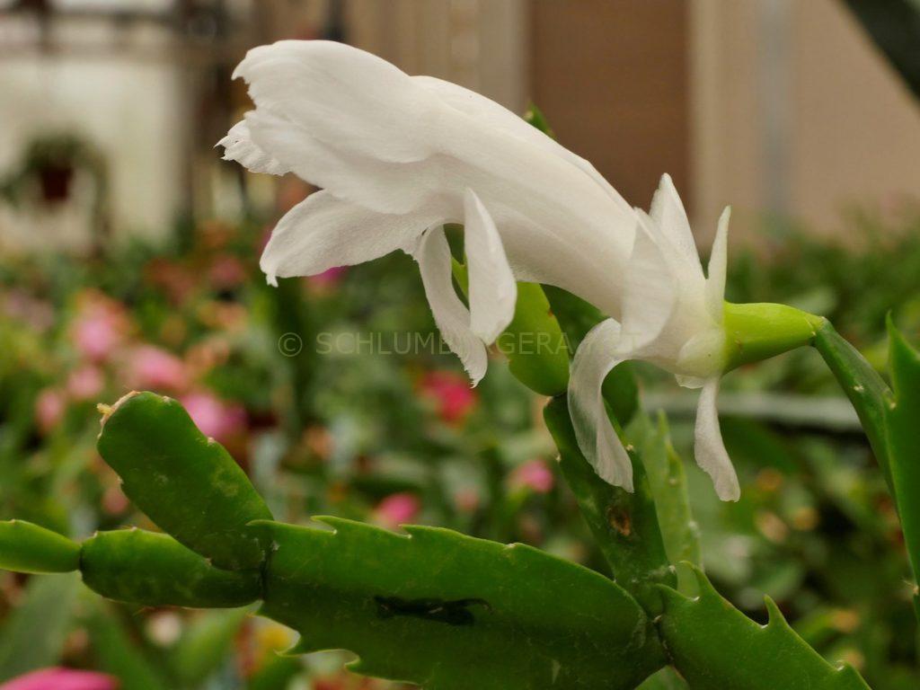 Schlumbergera 'Snowkiss'