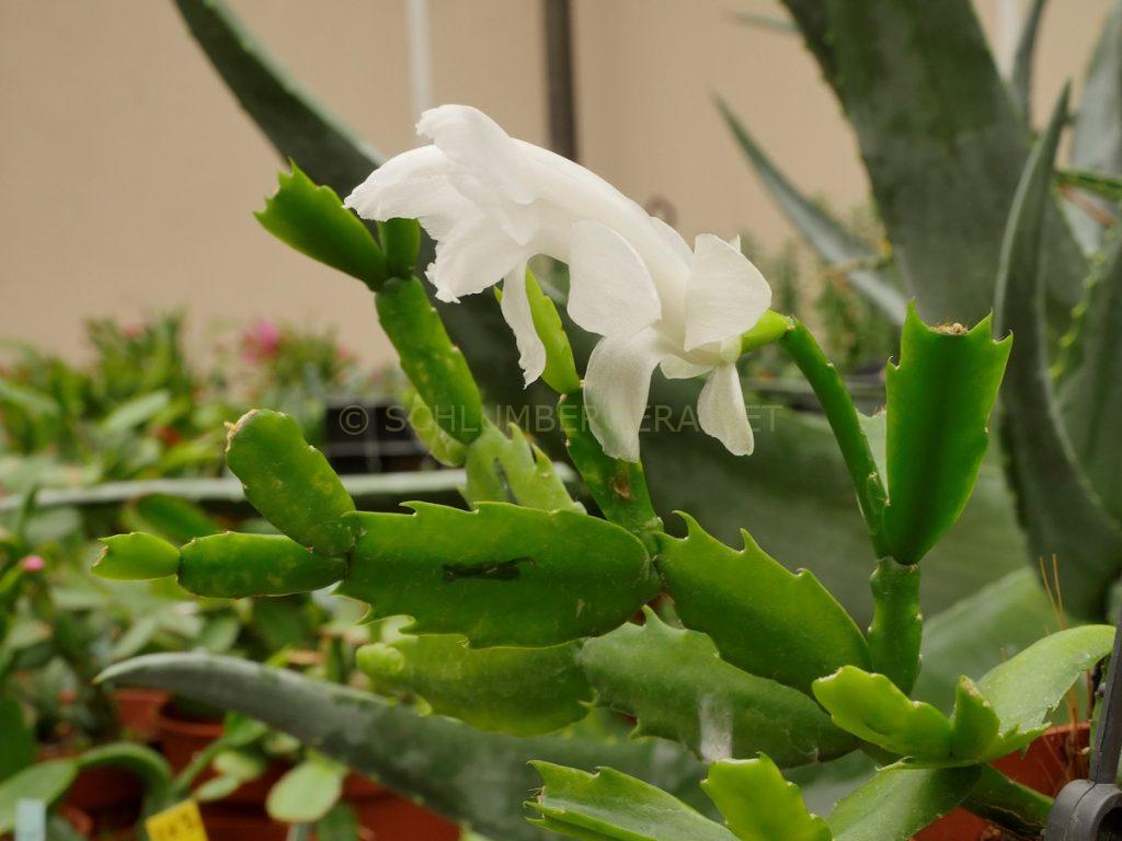 Schlumbergera 'Snowkiss'