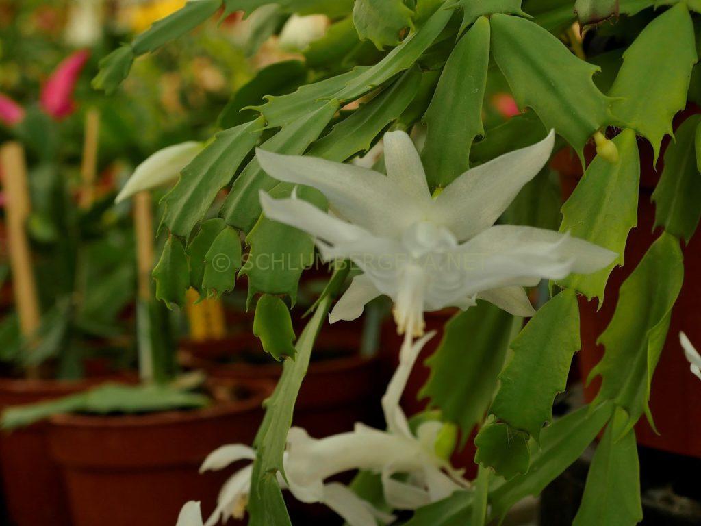 Schlumbergera 'Snow World'