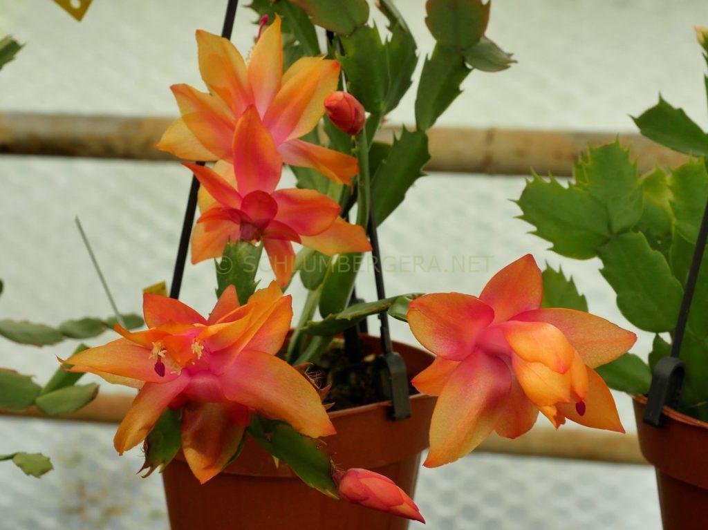 Schlumbergera 'Wouter'