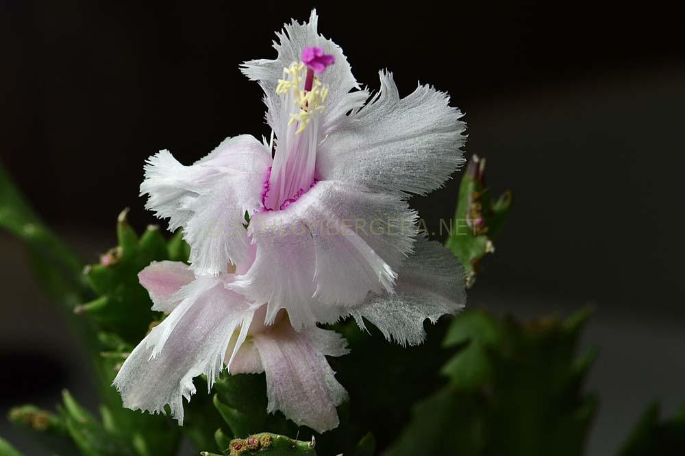 Schlumbergera 'Aspen'