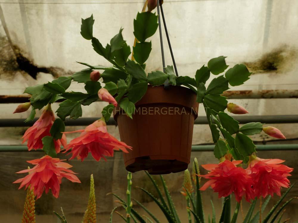 Schlumbergera 'Brazil Delight'