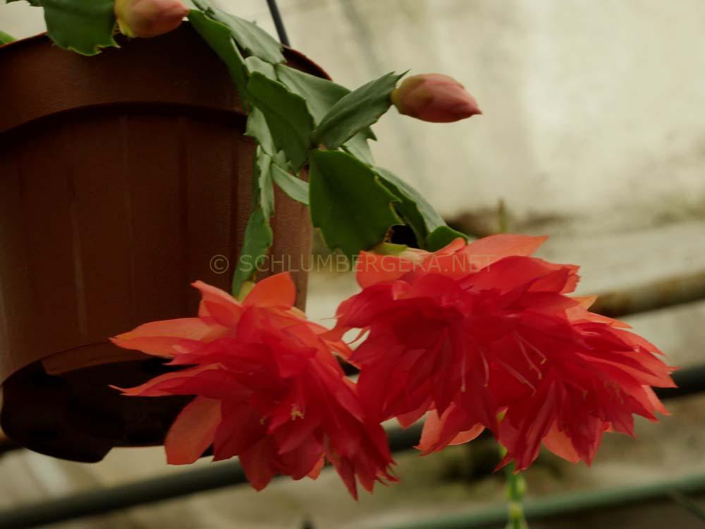 Schlumbergera 'Brazil Delight'