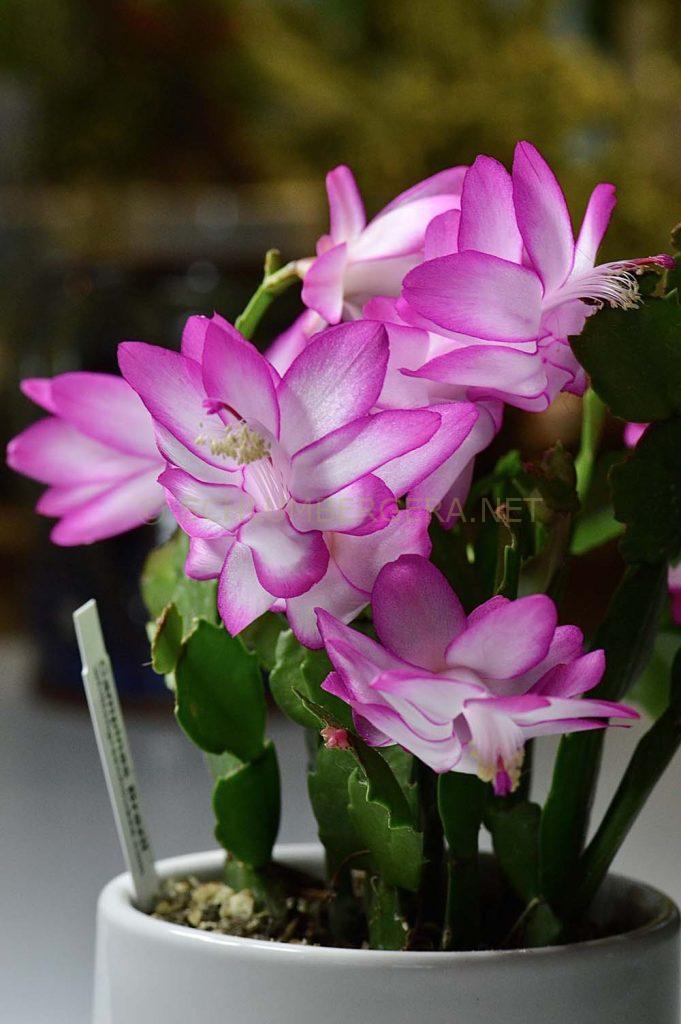 Schlumbergera 'Campinas Brazil'