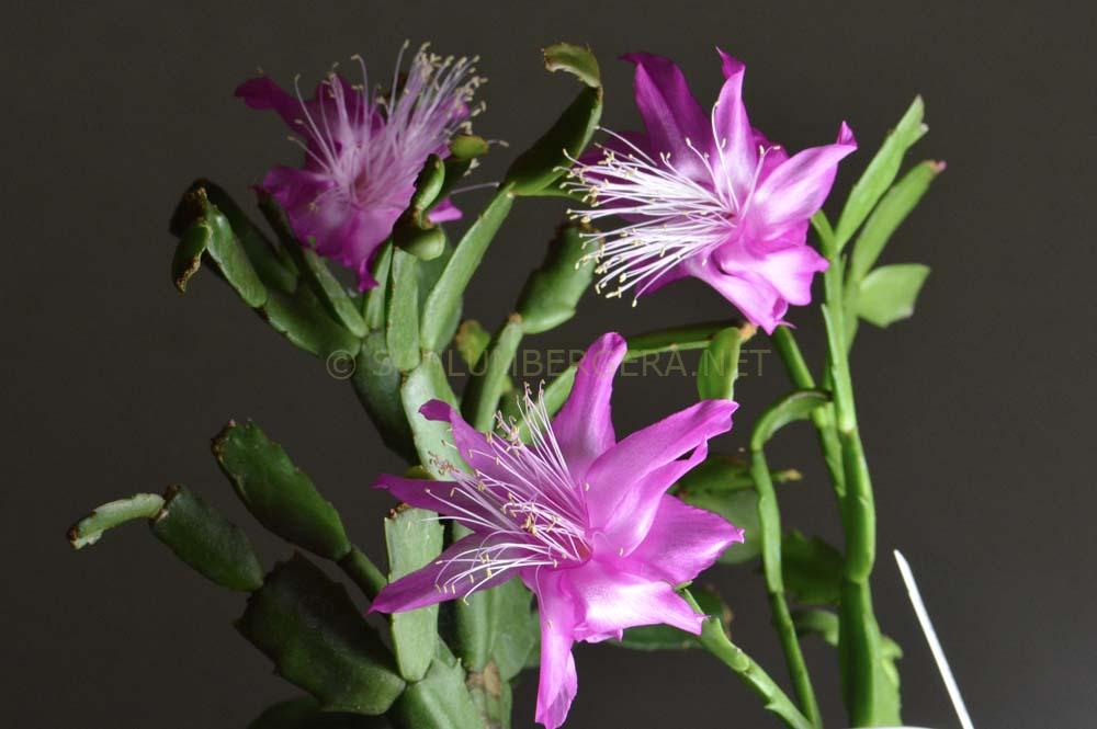 Schlumbergera 'TK Cherry Rose'