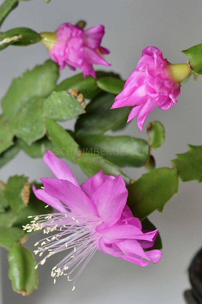 Schlumbergera 'TK Cherry Rose'