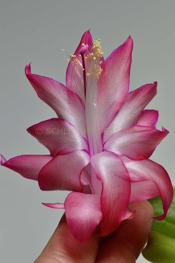 Schlumbergera 'Chiba Etani'
