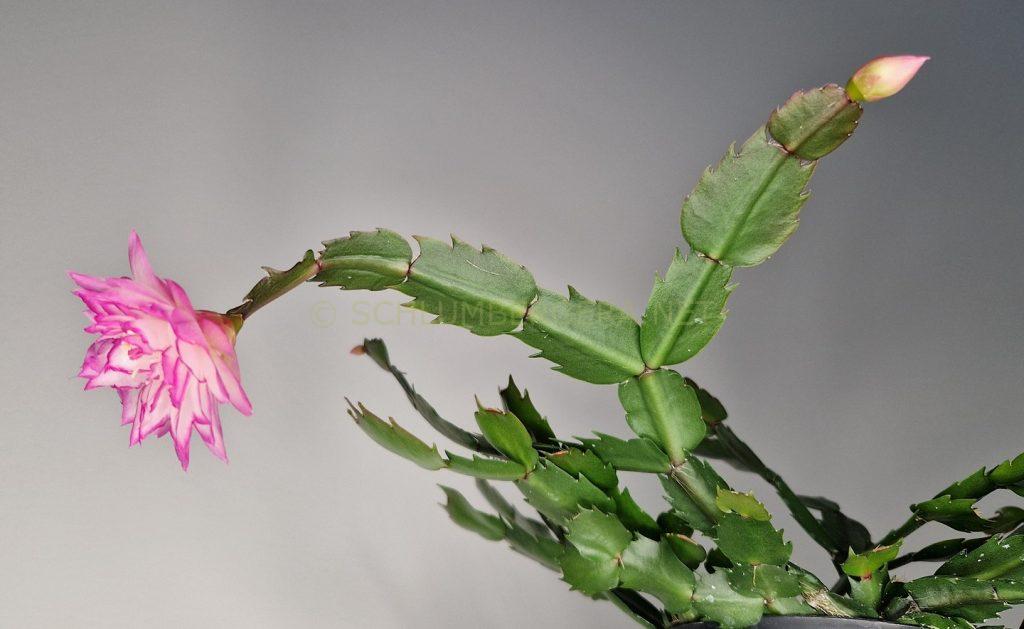 Schlumbergera 'Double Blush'