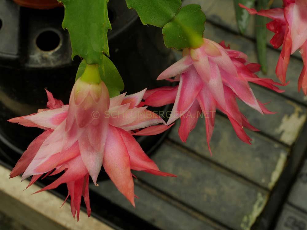 Schlumbergera 'Double Surprise'