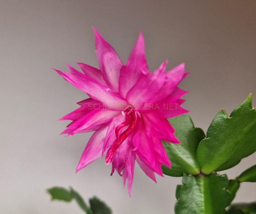 Schlumbergera 'Flamingo Star'