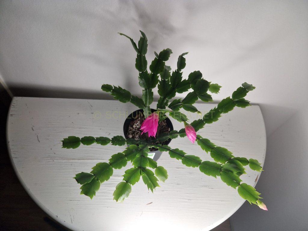 Schlumbergera 'Flamingo Star'