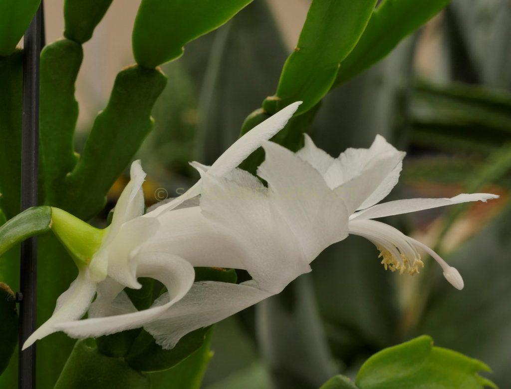 Schlumbergera 'Fly on Angel'