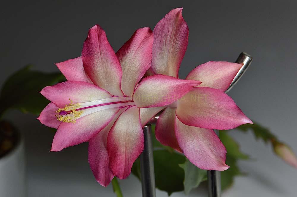 Schlumbergera 'Frony'
