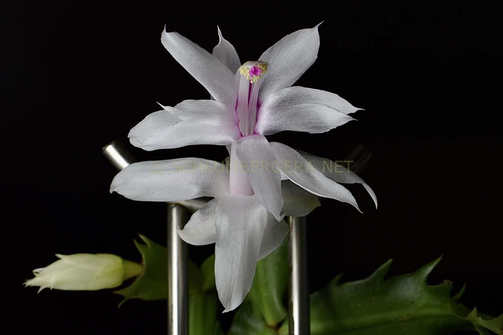 Schlumbergera 'Gail Glazier'