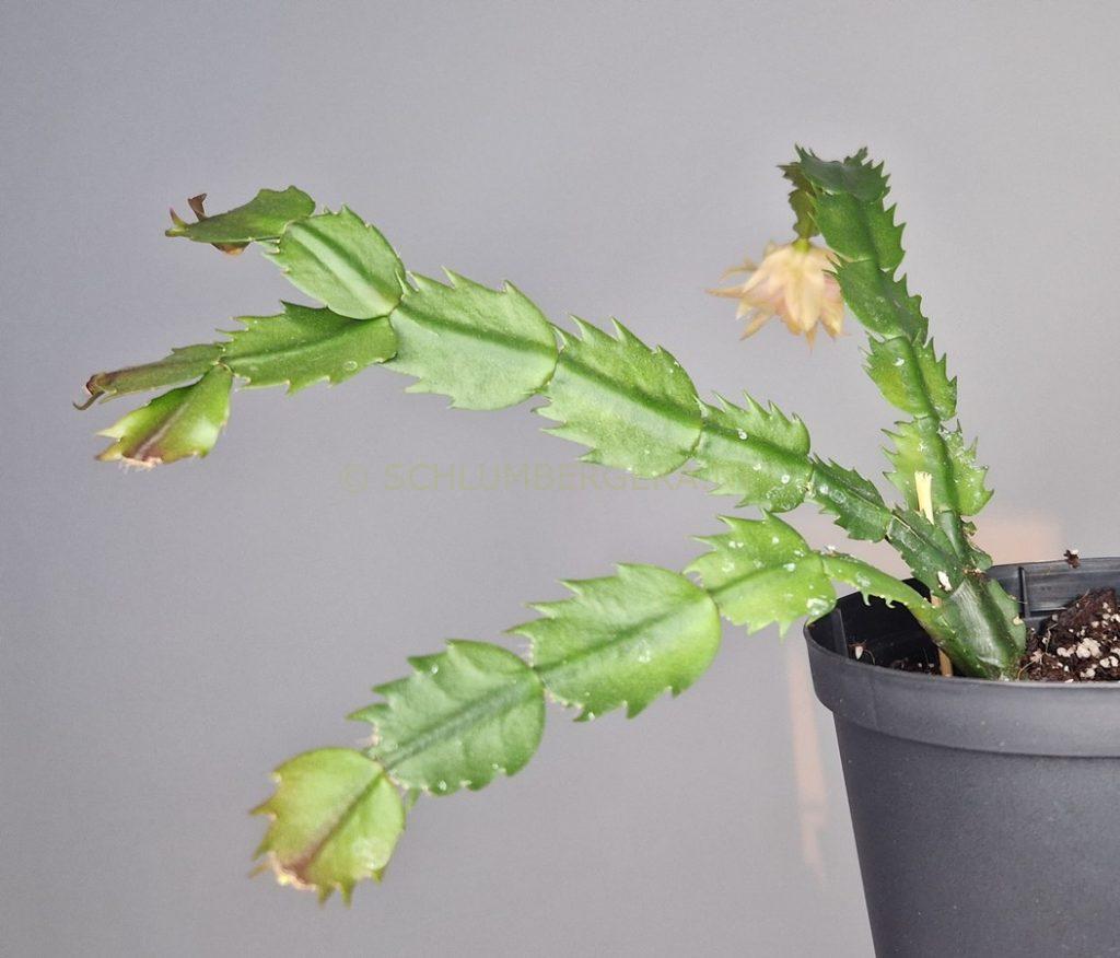 Schlumbergera 'Golden Aurora'
