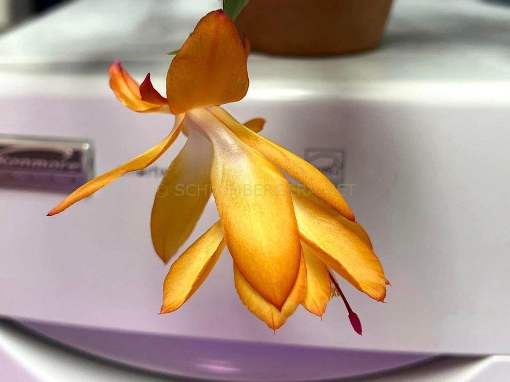 Schlumbergera 'Inka Gold'