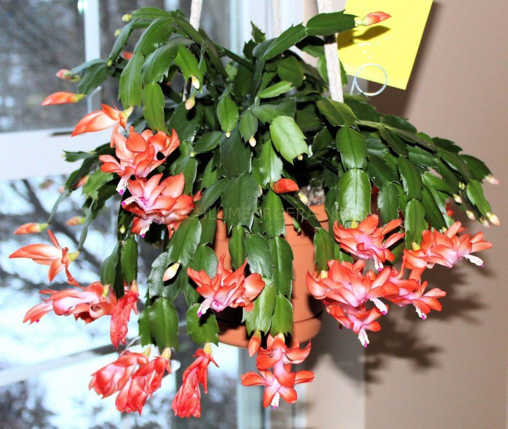 Schlumbergera 'Keystone Halo Effect'