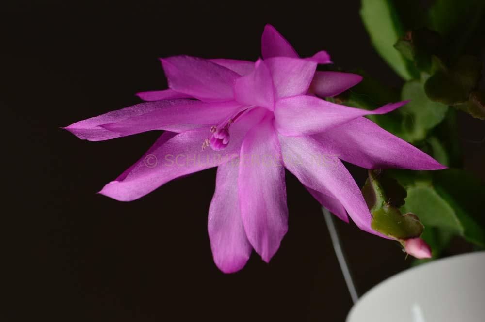 'Knuth' - Schlumbergera and Rhipsalidopsis