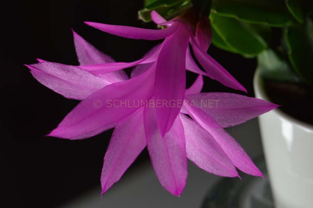 Schlumbergera 'Knuth'