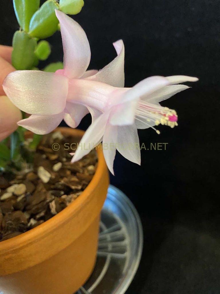 Schlumbergera 'Little Bigfoot'