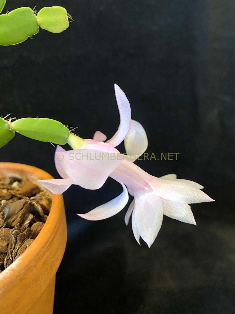 Schlumbergera 'Little Bigfoot'