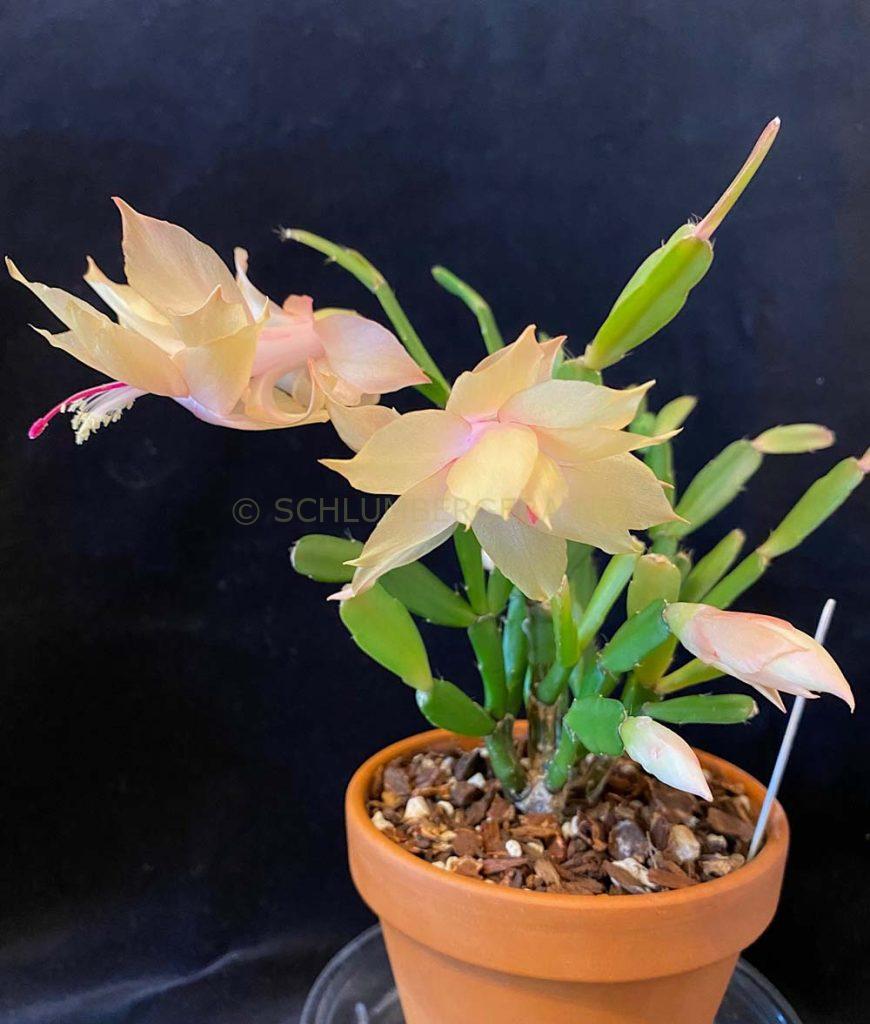 Schlumbergera 'Little Butter Stick'